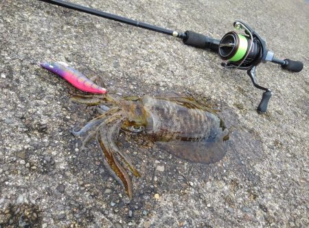 好調！越前デイエギング